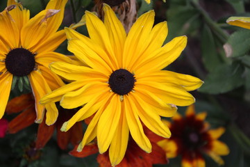 Closeup Of A Black-Eyed Susan, Alexander Circle, Edmonton, Alberta