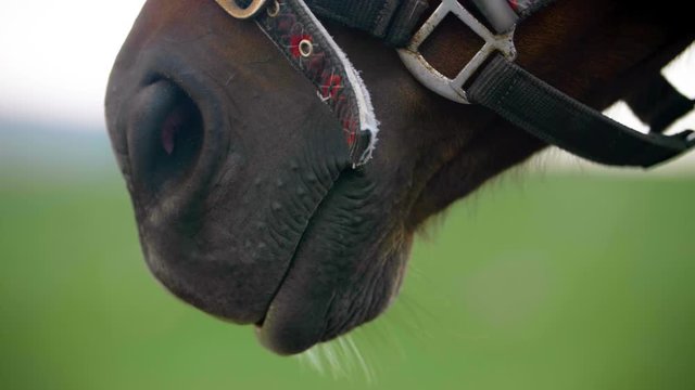 A horse's mouth wearing bridles, in extreme close up.