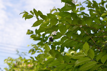 Trees Plants and Flowers in my Garden
