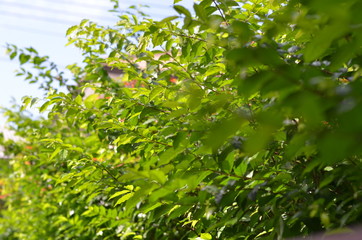 Trees Plants and Flowers in my Garden
