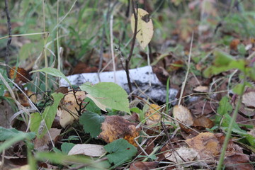 nature