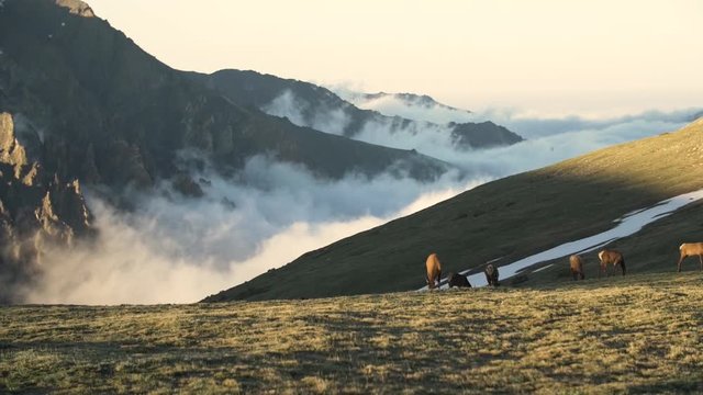 Herd of deer grazing above the cloudline at sunset in Rocky Mountain.