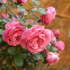 Pink bushy braided roses in garden on background of stone old house. closeup on a sunny summer day, buds of delicate flowers for postcards, color bloom in garden, beautiful blossom in outdoor street.