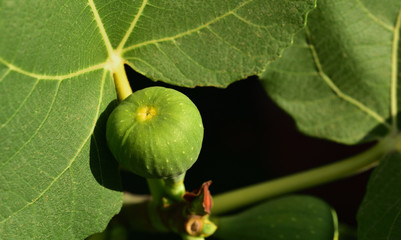  Closeup of an immature green fig on fig tree with leaves and dark background in summer in Sicily