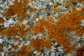 The texture of the stone overgrown with moss. Background image of a boulder