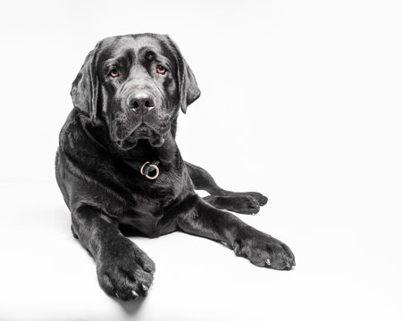 Black Labrado Retriever Dog Laying on White Backdrop 