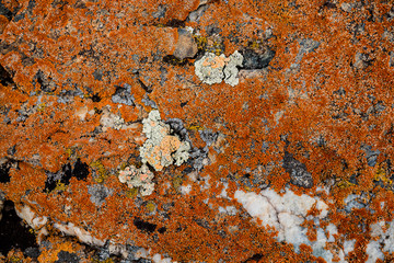 The texture of the stone overgrown with moss. Background image of a boulder