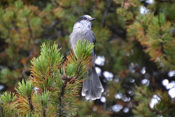 Canada Jay on a Branch