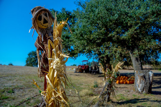 Halloween Pumpkin Patch-001