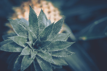 Pineapple close up; vintage style