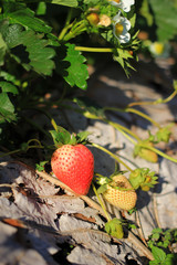 strawberries fresh in the garden