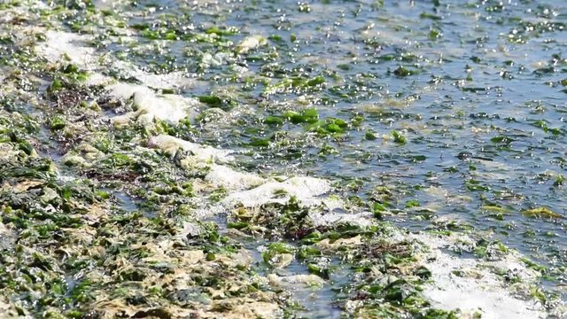 hd video of sea lettuce undulating in the current with sea foam. Sea foam is created by the agitation of seawater, particularly when it contains higher concentrations of dissolved organic matter.