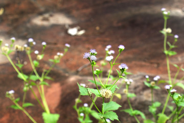 sapling plant nature