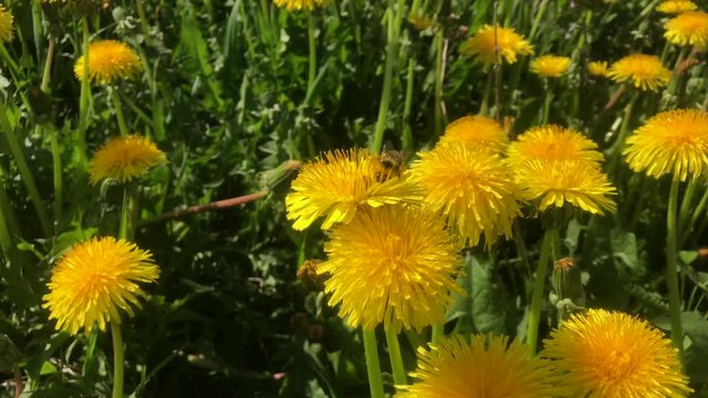 Honeybee flyng flower to flower