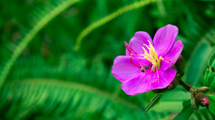 The Beautiful of Pink Flower