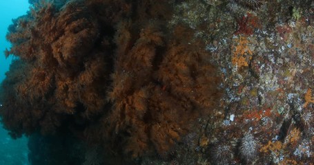 Coral reef scenics from the sea of cortez, Mexico.