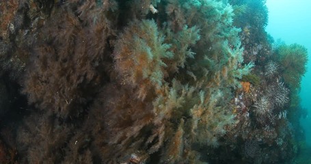 Coral reef scenics from the sea of cortez, Mexico.