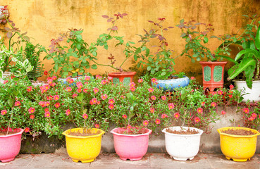 Fototapeta na wymiar Multicolored bright flower , green plant growing in colorful pot on old gold paint concrete wall yellow background