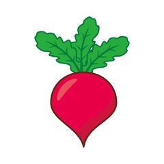 Radish vector illustration isolated on white background. Radish clip art