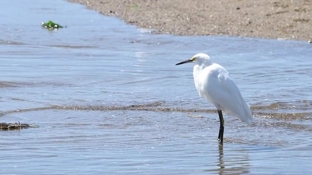 HD video of one snowy egret catching standing in shallow water then rushes out of frame to viewers left chasing a fish. Common shore birds in California, most recognized by yellow "slippers" feet