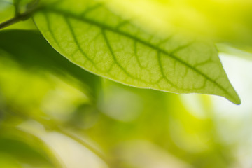 Close up Green leaf details.soft focus.
