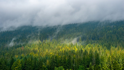 Misty landscape with fir forest.
