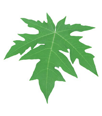 Green leaf of papaya isolated on white background. with clipping path