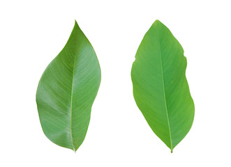 Fototapeta premium green leaf isolated on white background. Object with clipping path.