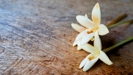 Cork Tree , Indian Cork on wooden background