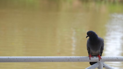 Fototapeta premium Columbidae with river background