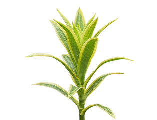 Tropical leaves with drops water after raining isolated on white background.