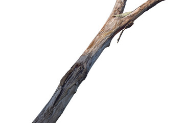 Dry tree branch isolated on white background. Object with clipping path.