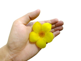 Hand holding Yellow allamanda flower, Common allamanda, Golden trumpet, Golden trumpet vine, Yellow bell (Allamanda cathartica L.) isolate on white background.