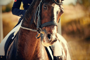 Portrait of a sports brown horse with a white groove on the muzzle in the bridle