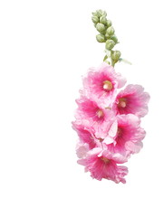 Marsh-mallow,althaea officinalis ,Pink flower,  isolated white background.