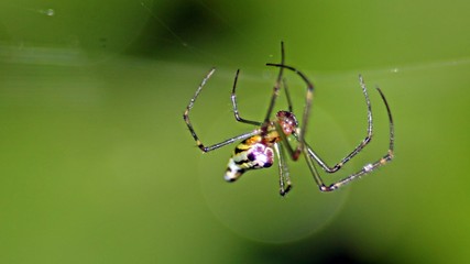 spider on a web