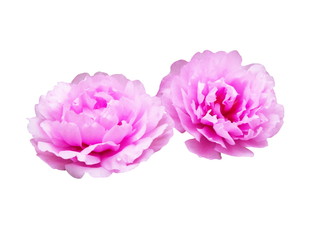 Pink flowers,Portulaca oleracea blooming isolated on white background.