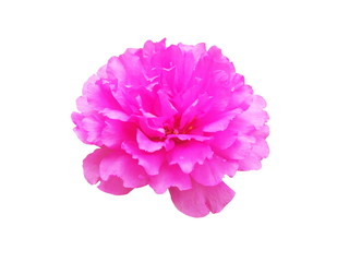 Pink flowers,Portulaca oleracea isolated on white background.