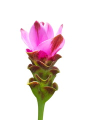 Fototapeta na wymiar Siam tulip or Curcuma flower isolated on white background.