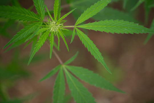 Young cannabis bud coming of age landscape