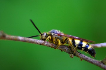 insect