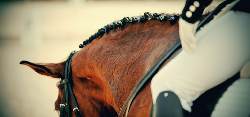 Pigtails on neck sports brown horse. Equestrian sport.