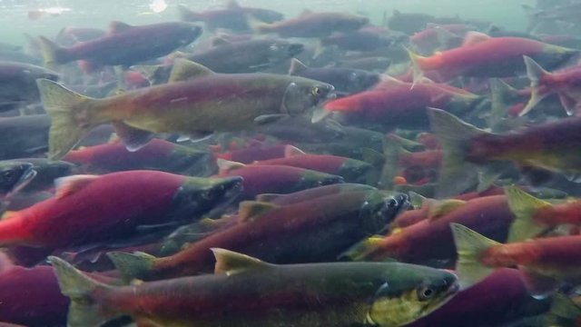 Kokanee salmon spawning upstream in creek , underwater video