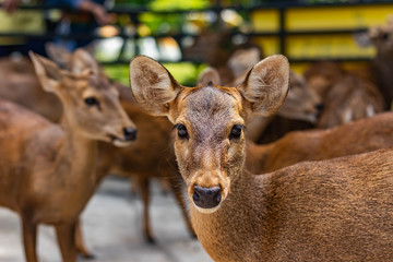 Herd of deer in the zoo