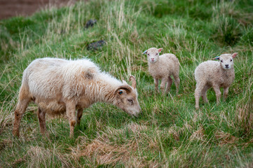 Icelandic lambs grazing on the farm.