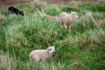 Fototapeta premium Icelandic lambs grazing on the farm.