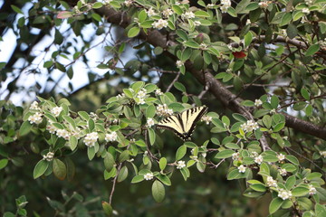 Wings of a butterfly