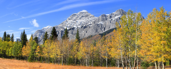 Fototapeta na wymiar Autumn trees by Kananaskis trail in Banff national park