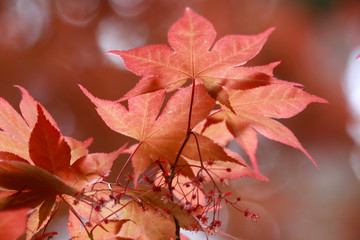 Japanese maple leaves close up shot