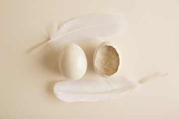 Egg newborn Background